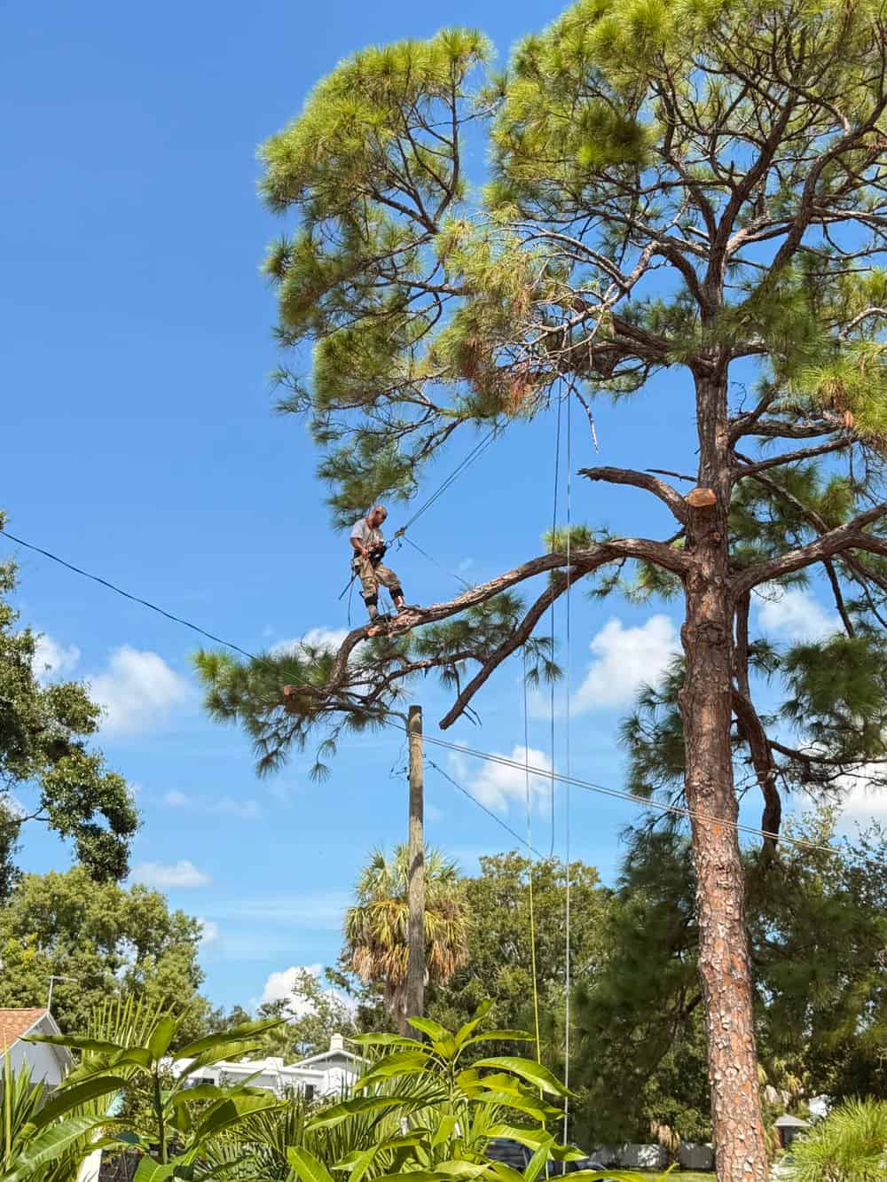 Tree Removal & Stump Grinding image