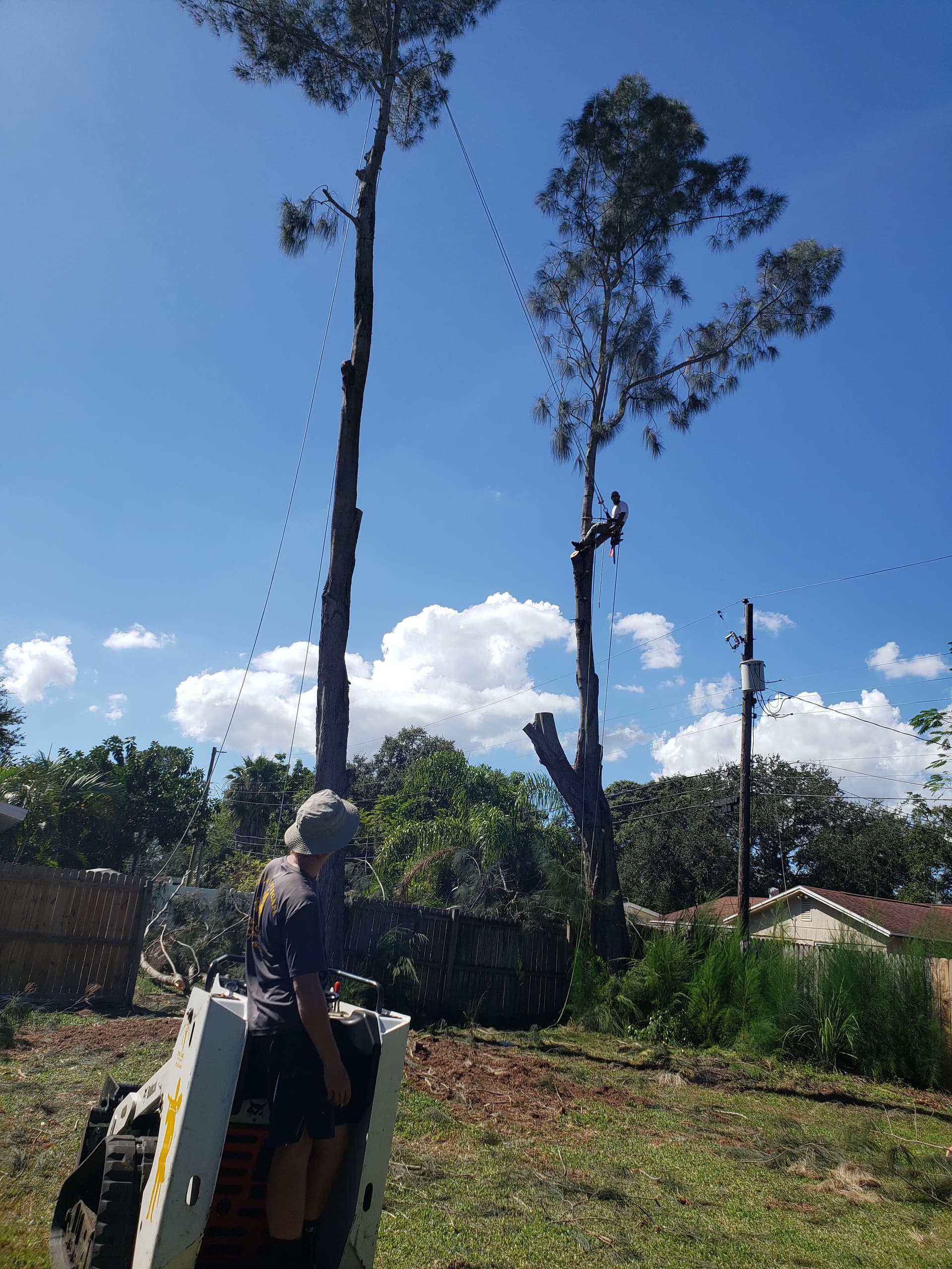 Gallery photos for Expert Tree Cutting with Precision and Safety: Image #5