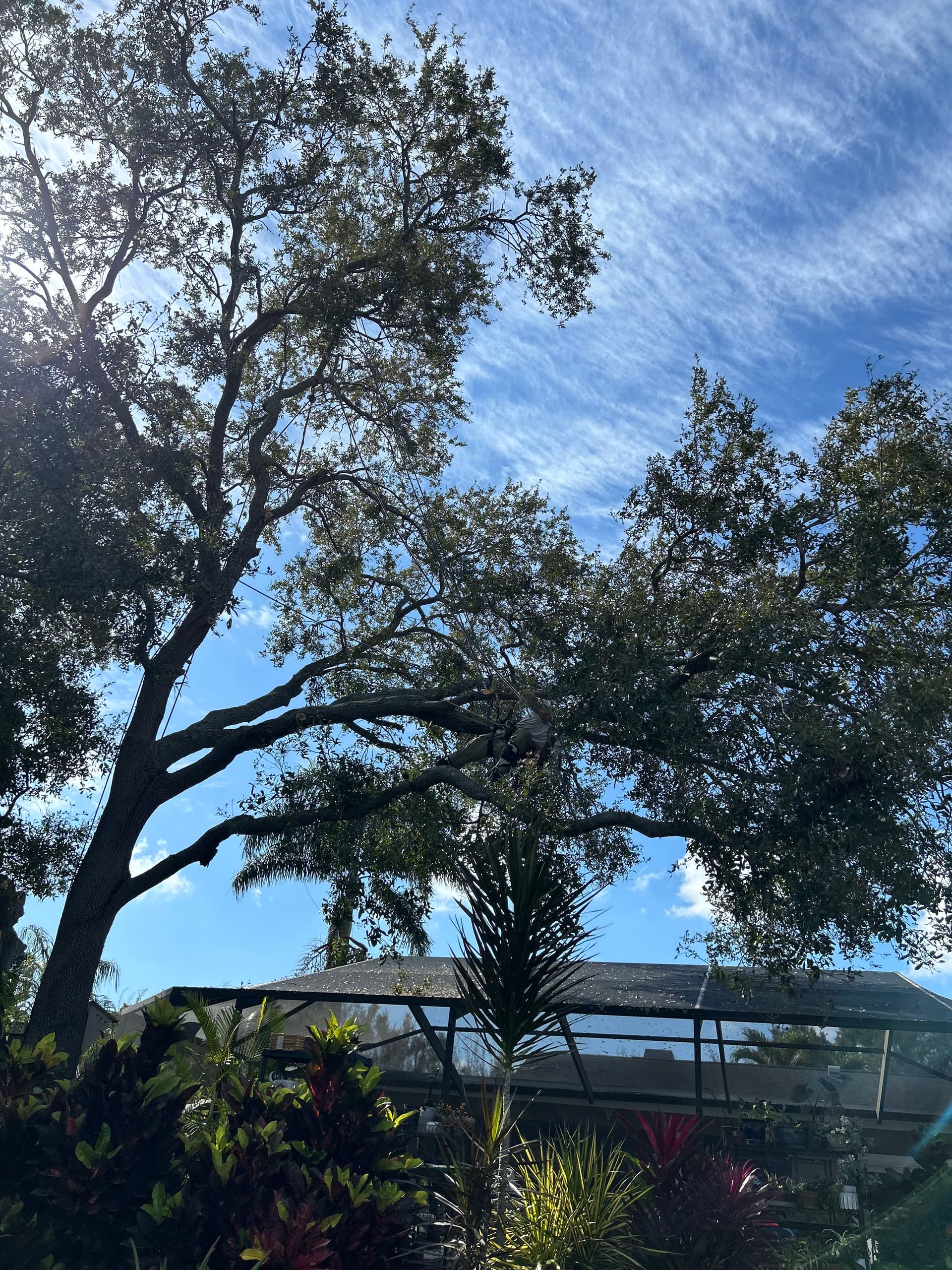 Expert Tree Removal Above a Structure
