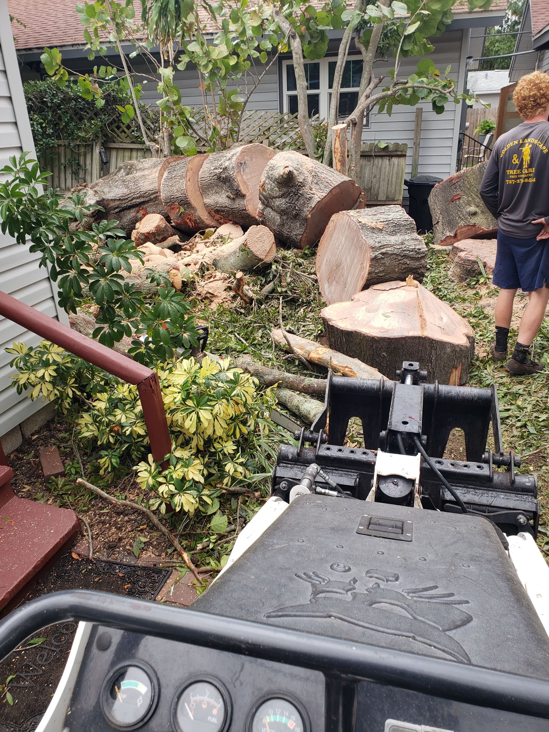 Gallery photos for Efficient Tree Removal Service: Image #7