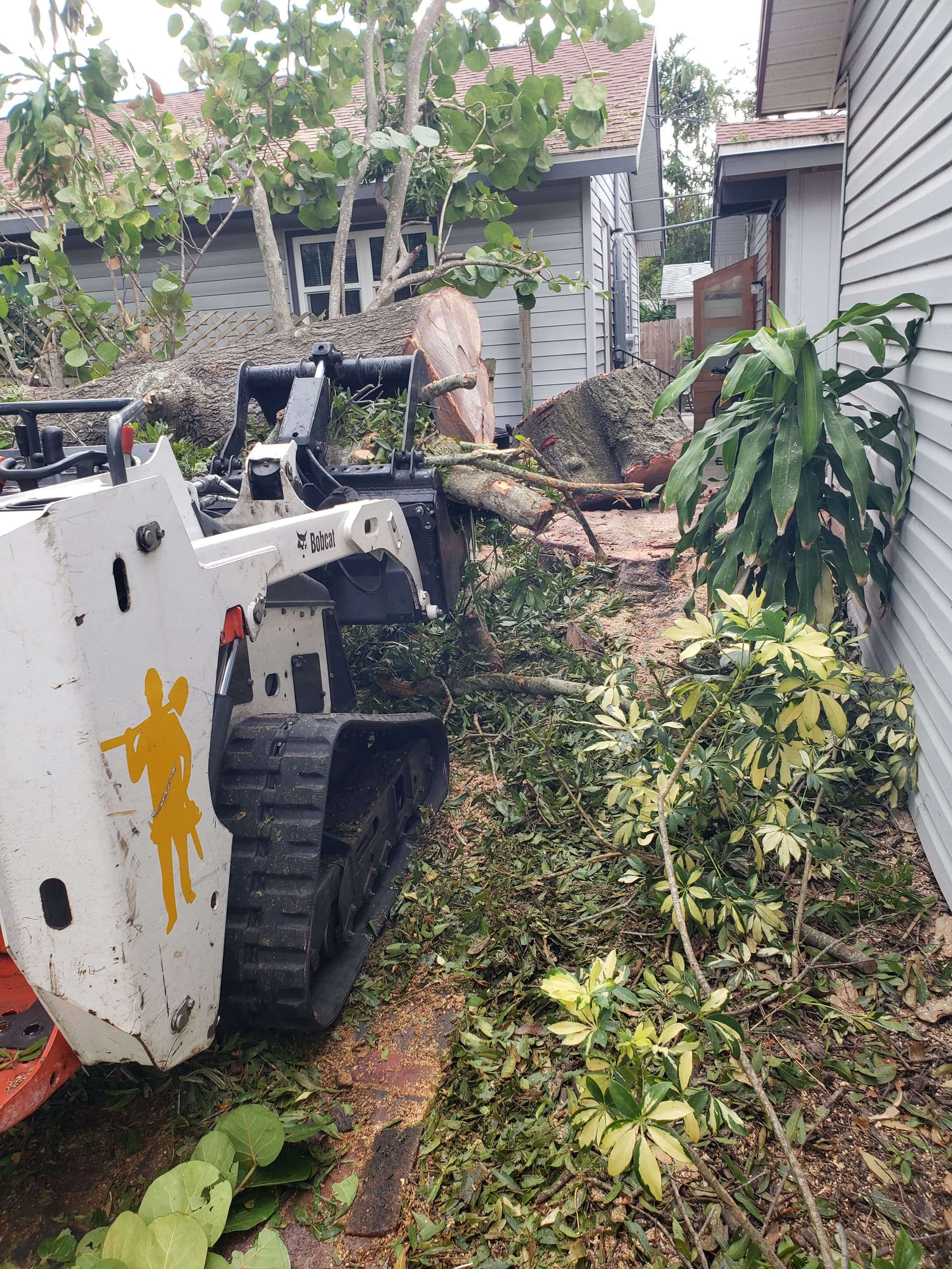 Gallery photos for Efficient Tree Removal Service: Image #4