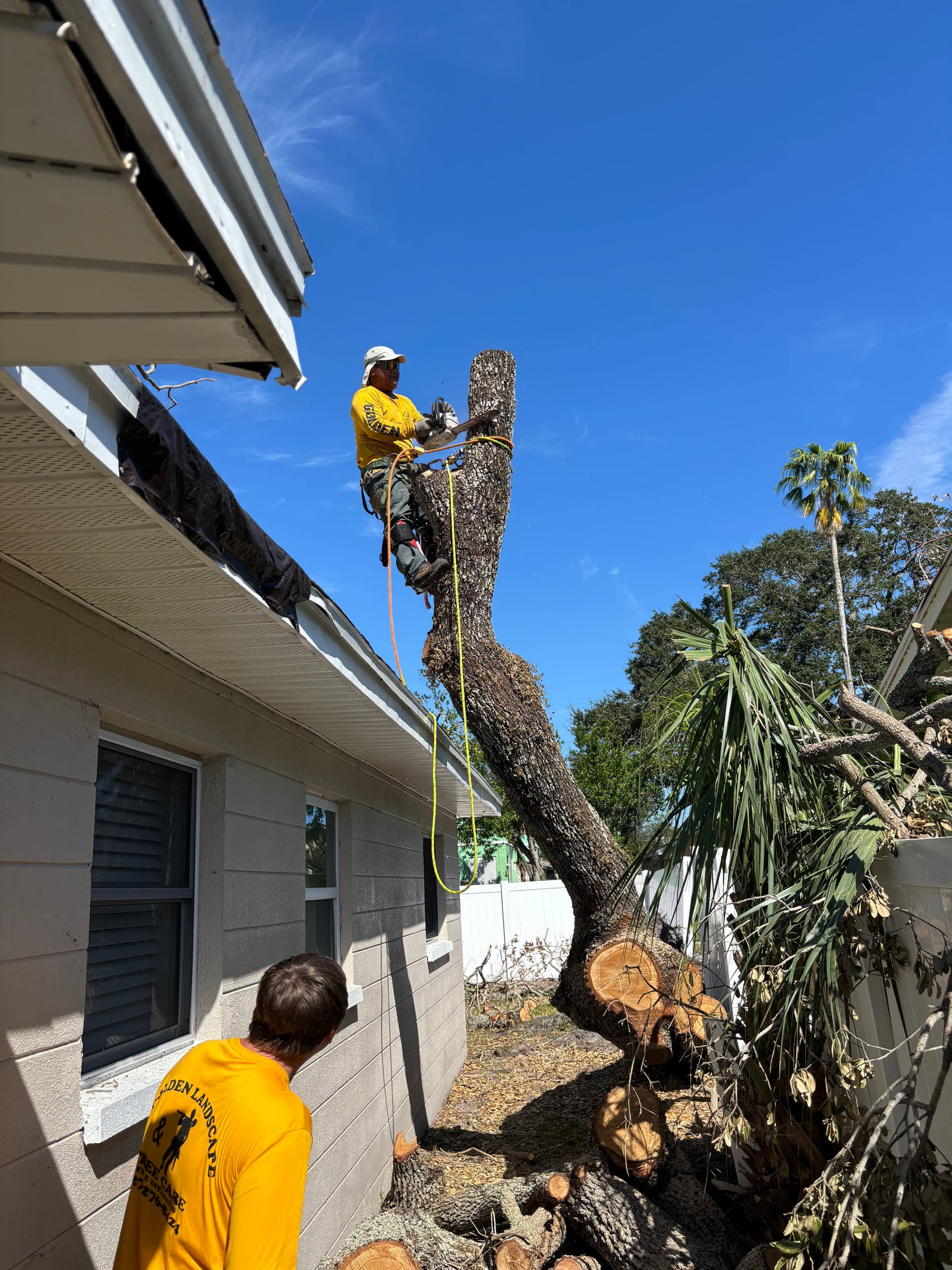 Gallery photos for Precision Tree Removal for Safety and Space Maximization: Image #1