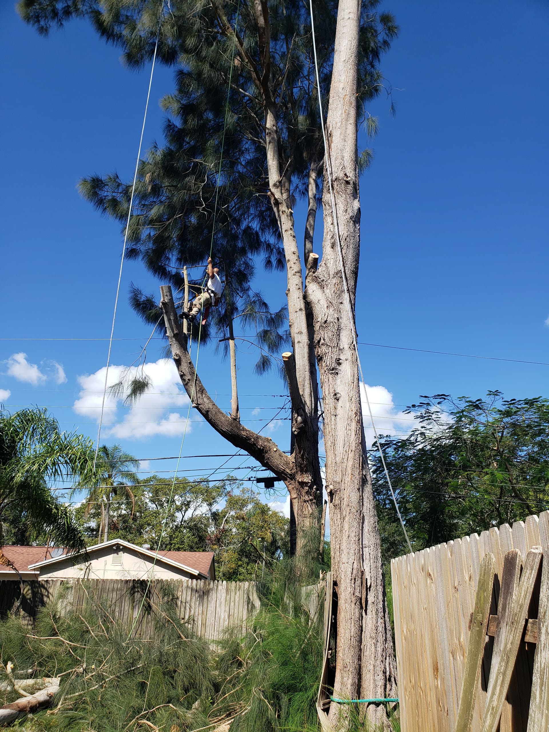 Expert Tree Cutting with Precision and Safety