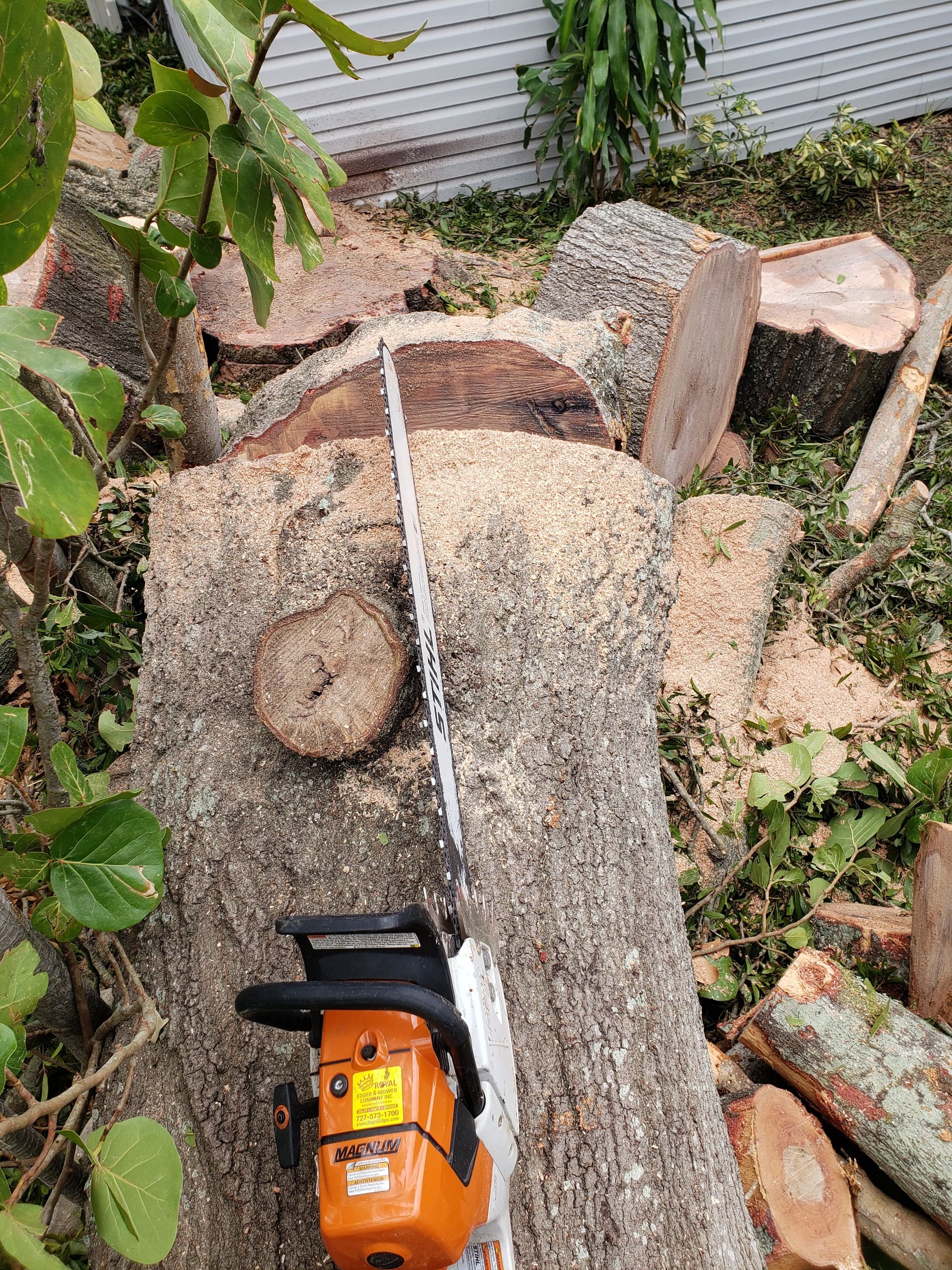 Gallery photos for Efficient Tree Removal Service: Image #5
