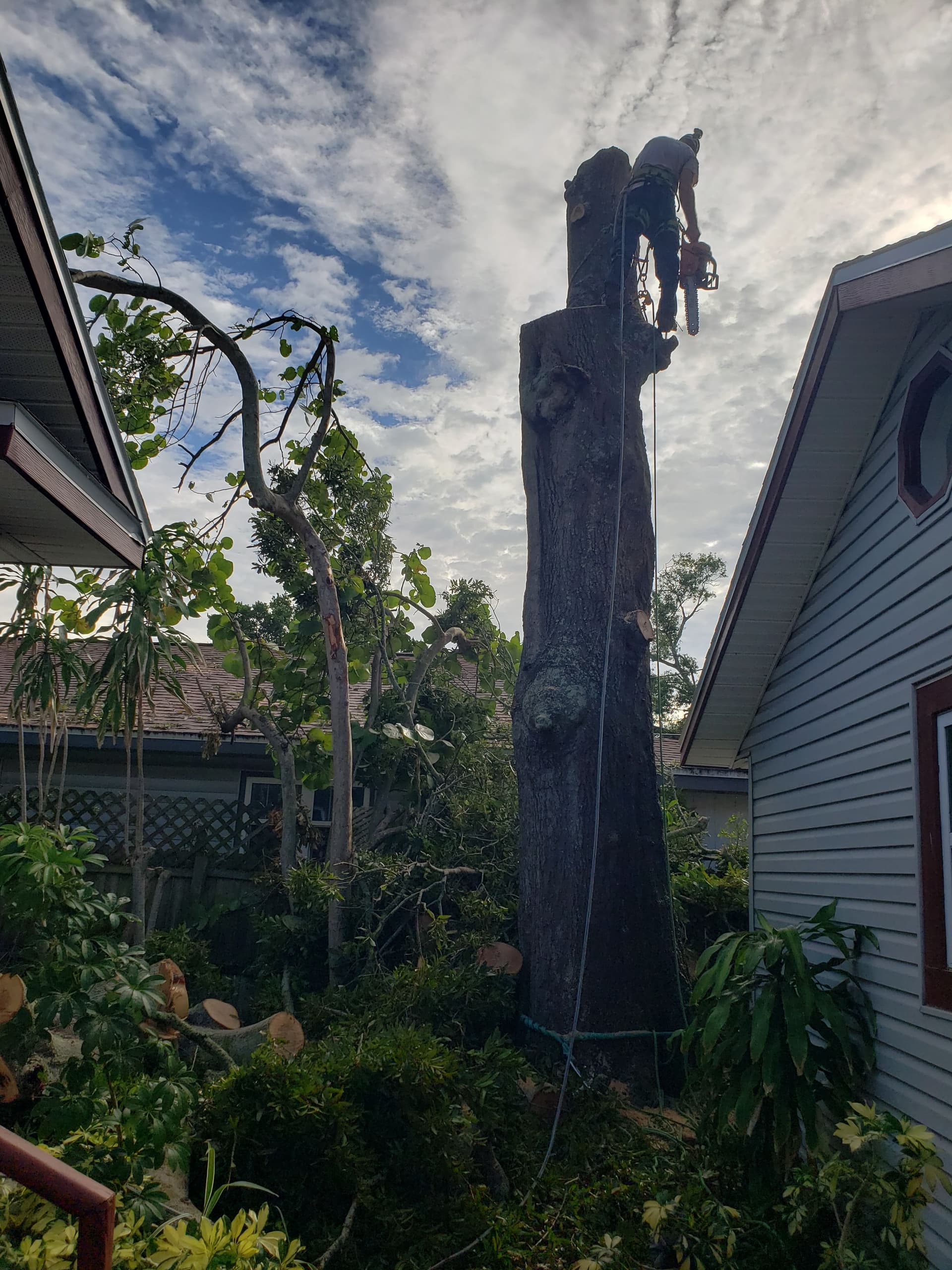 Efficient Tree Removal Service