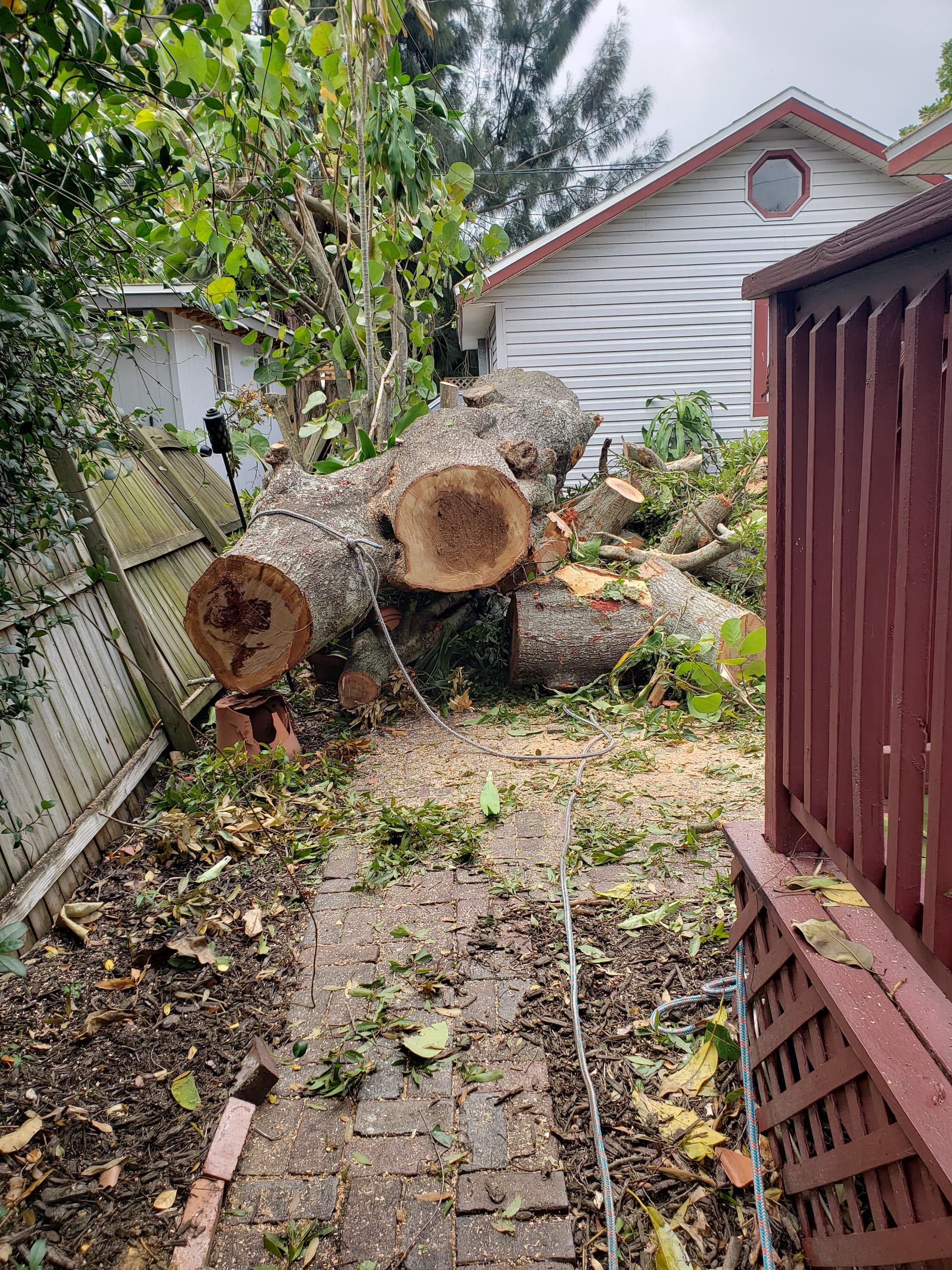 Gallery photos for Efficient Tree Removal Service: Image #1