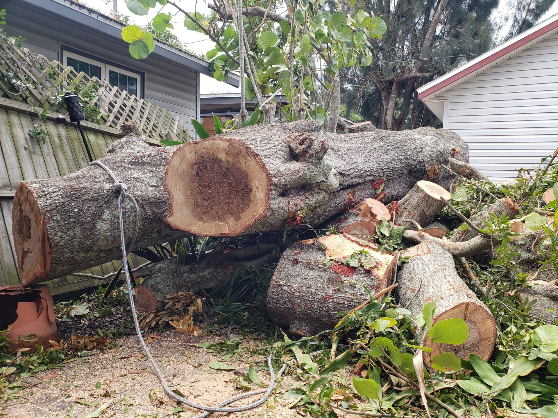 Gallery photos for Efficient Tree Removal Service: Image #2