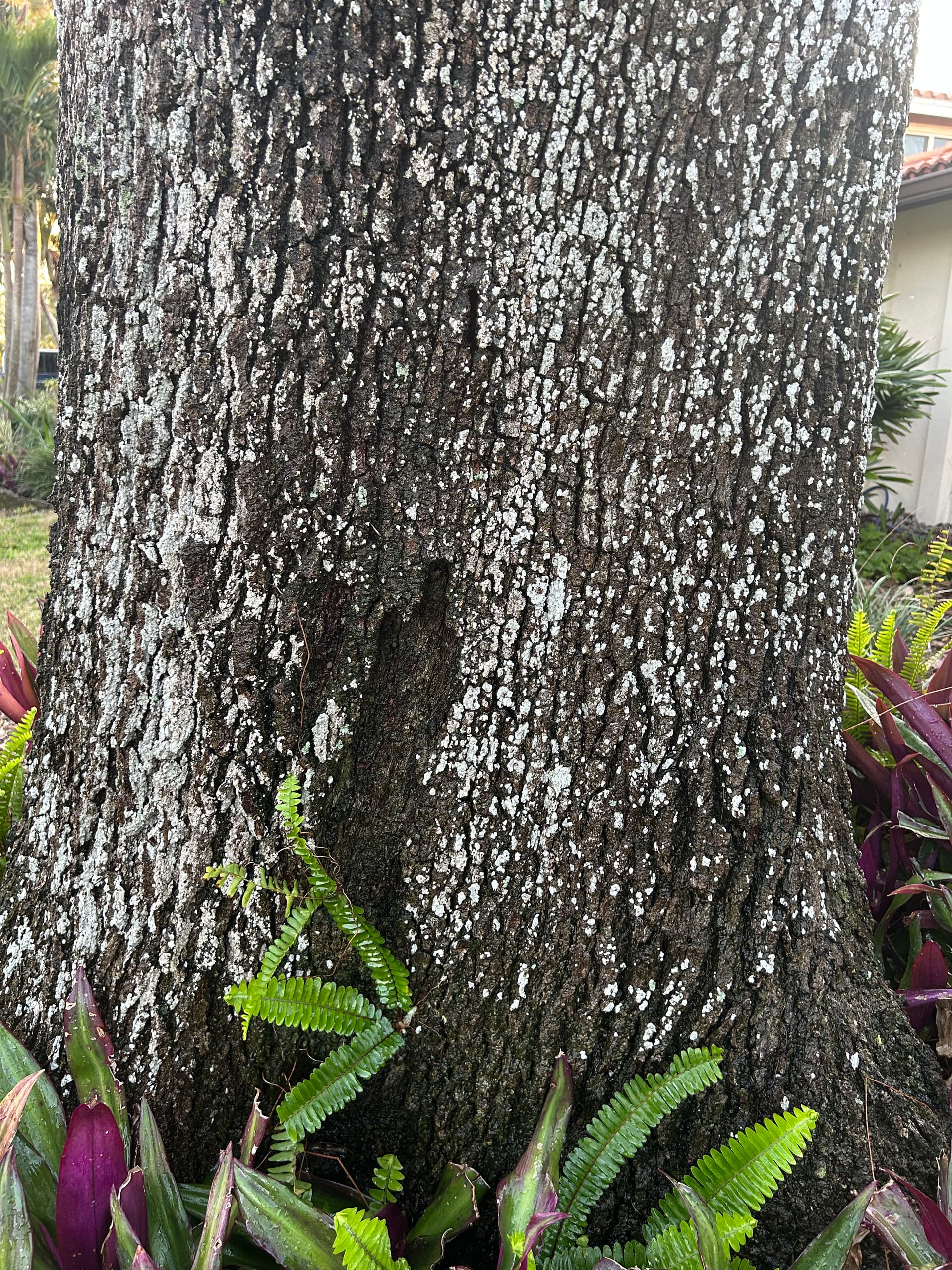 Gallery photos for Marvel at Our Tree Services in Action: Image #2