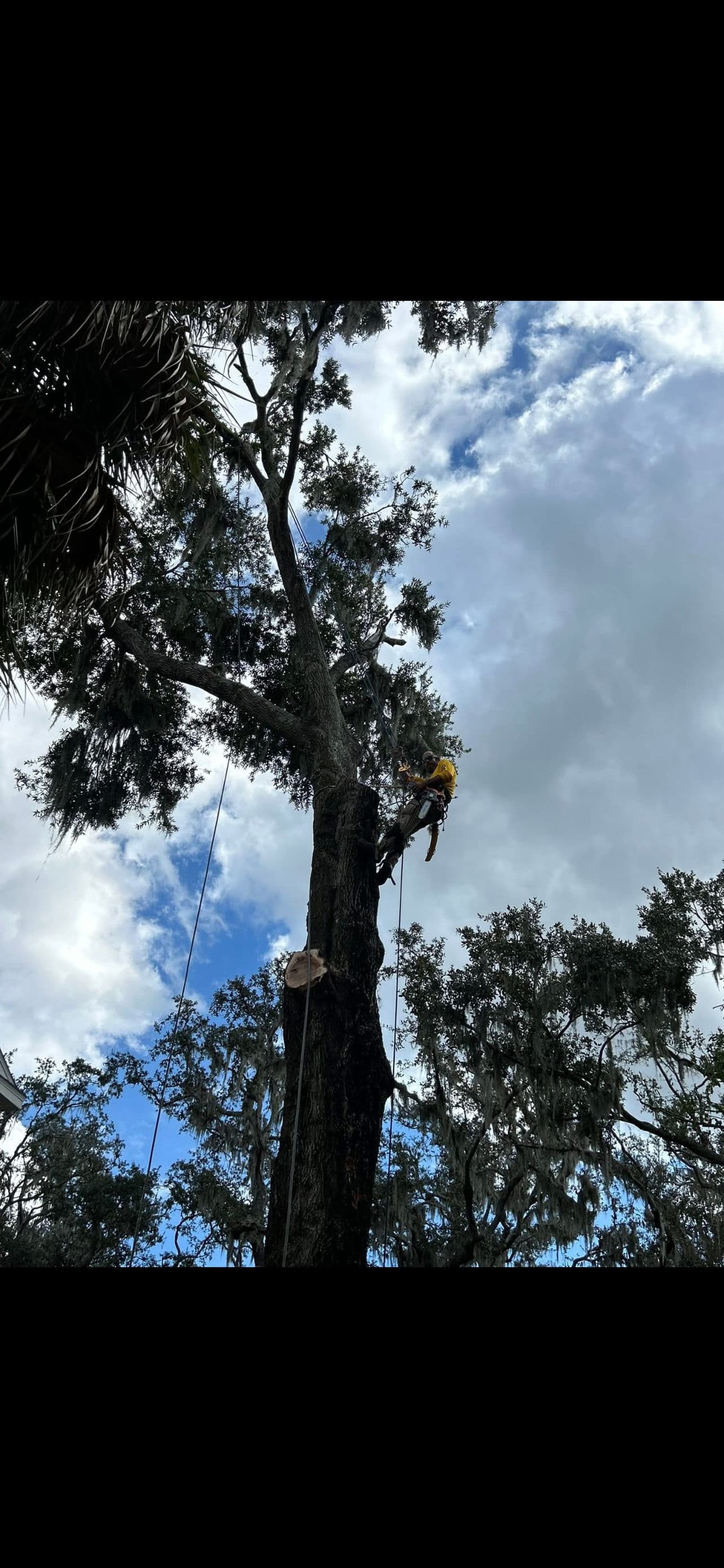 Project Mastering Tree Care with Precision and Safety image