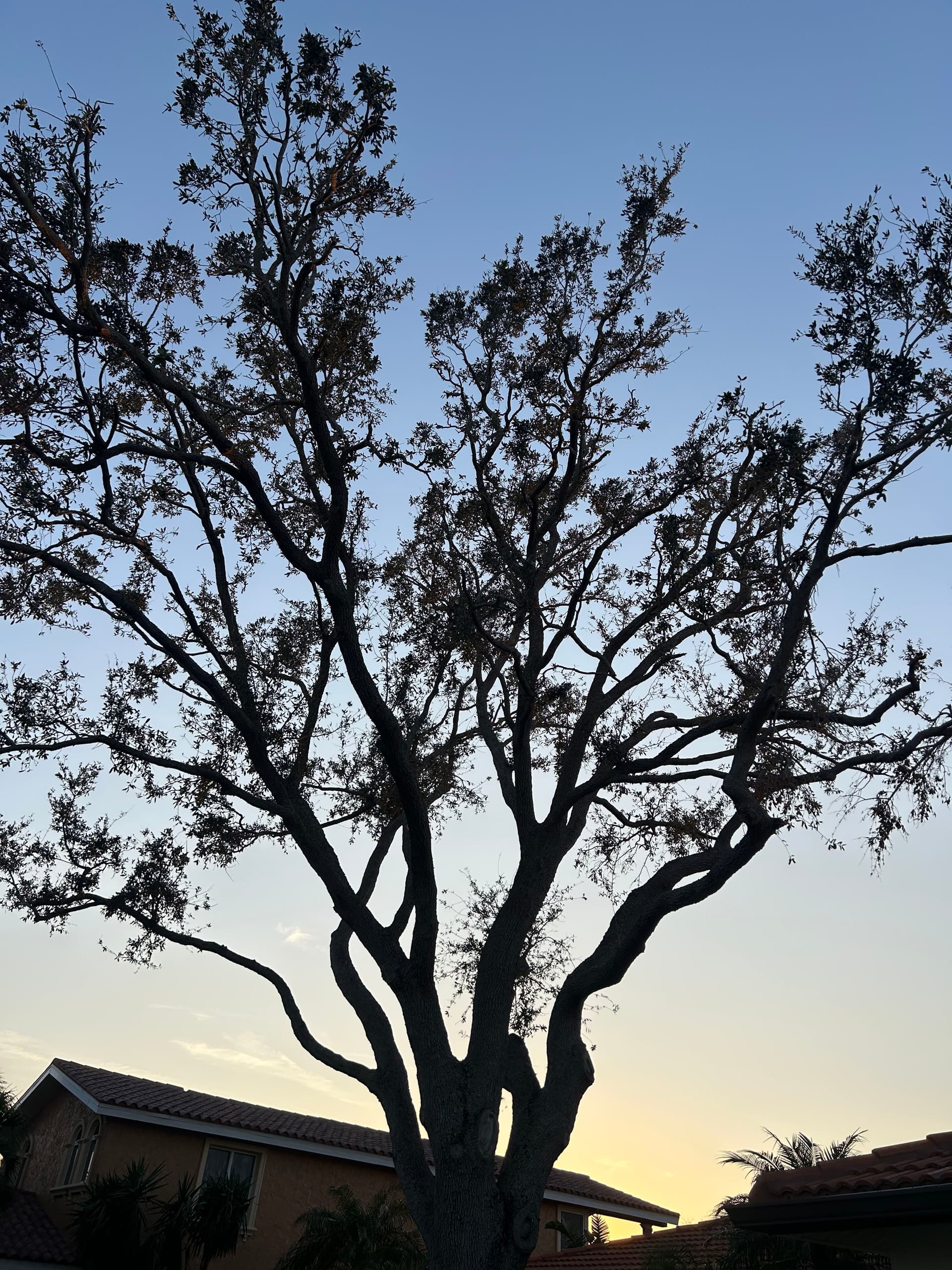 Gallery photos for Marvel at Our Tree Services in Action: Image #1