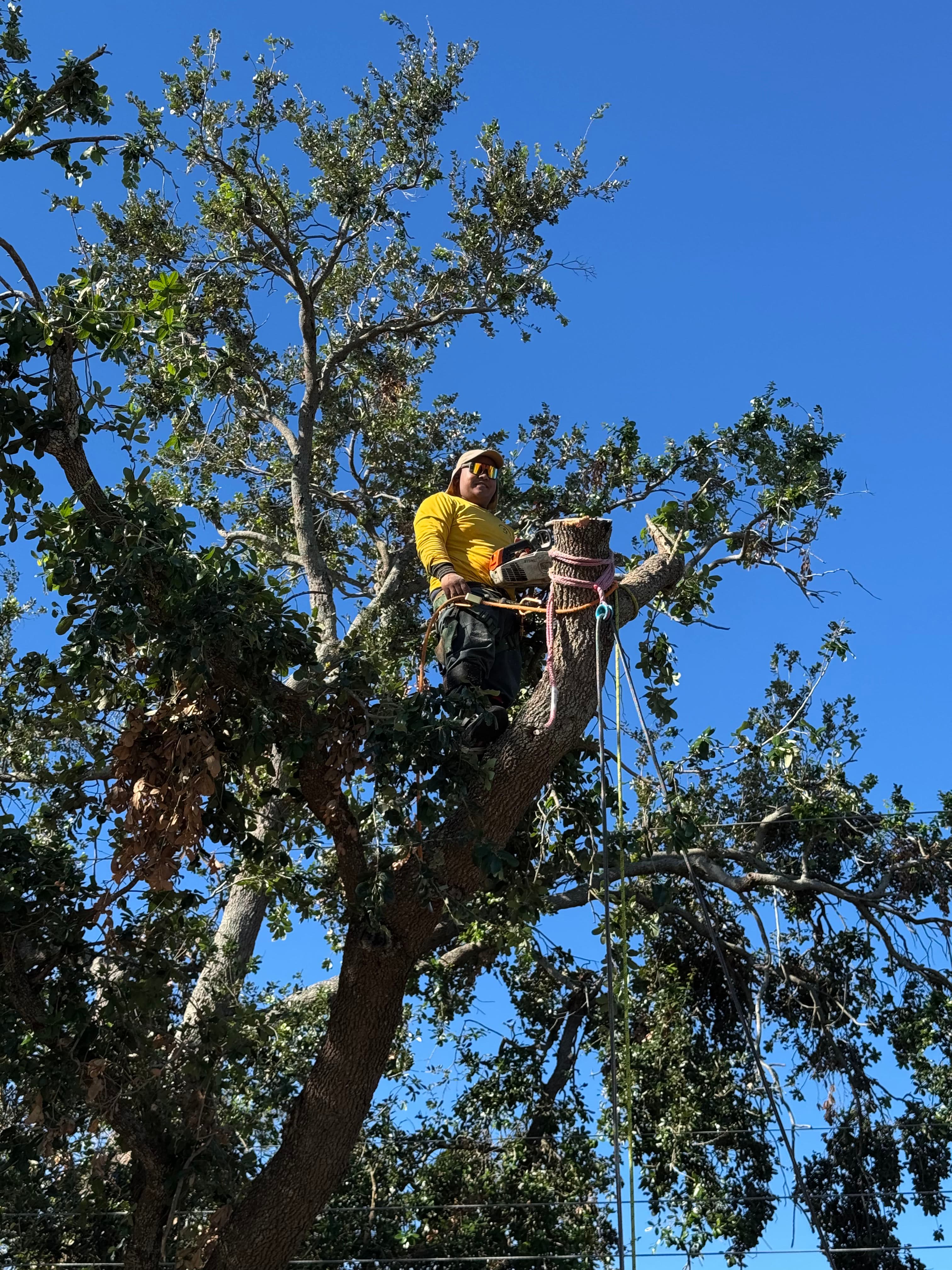 Project Precision Tree Removal for Safety and Space Maximization image