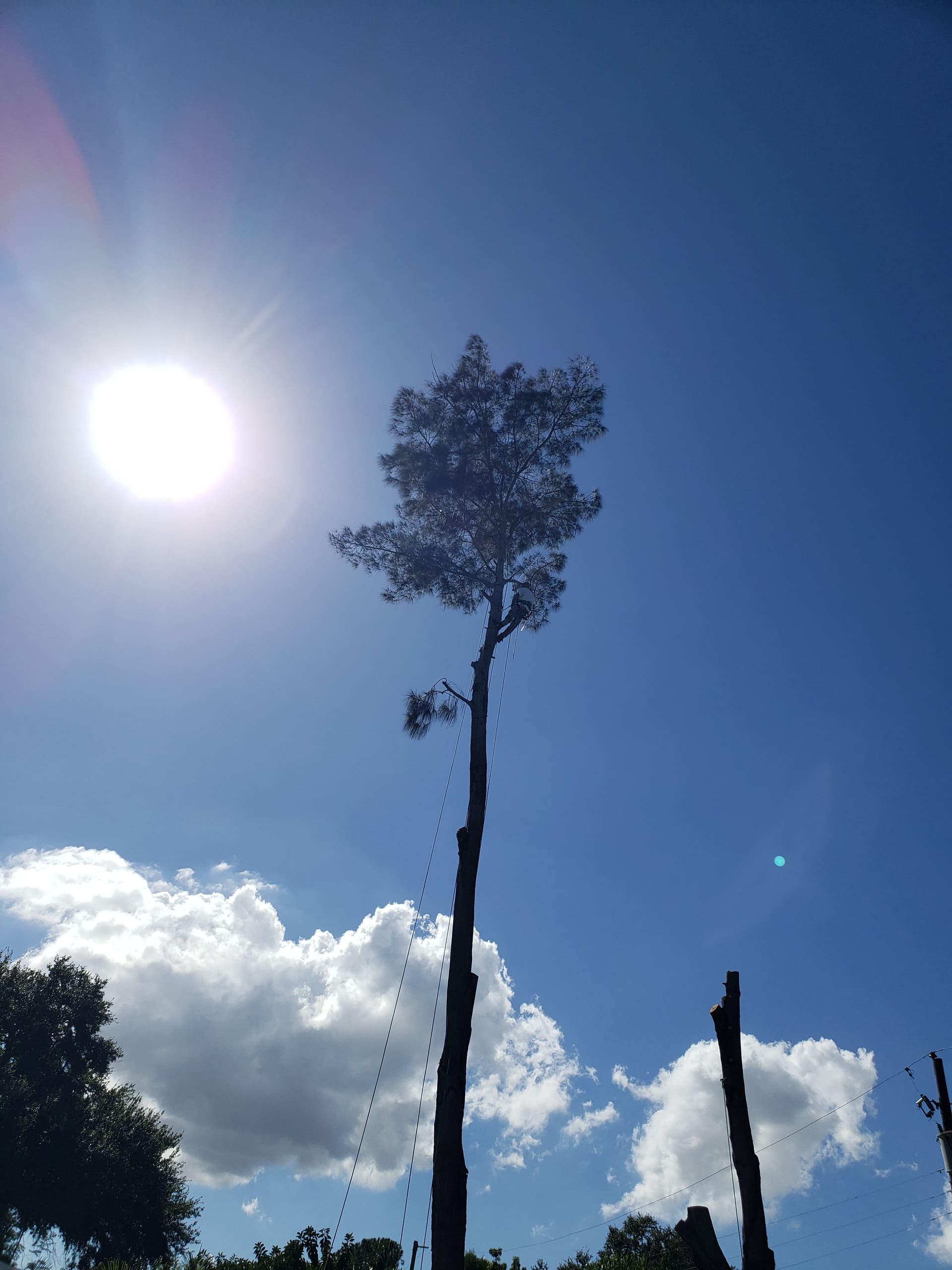 Gallery photos for Expert Tree Cutting with Precision and Safety: Image #6