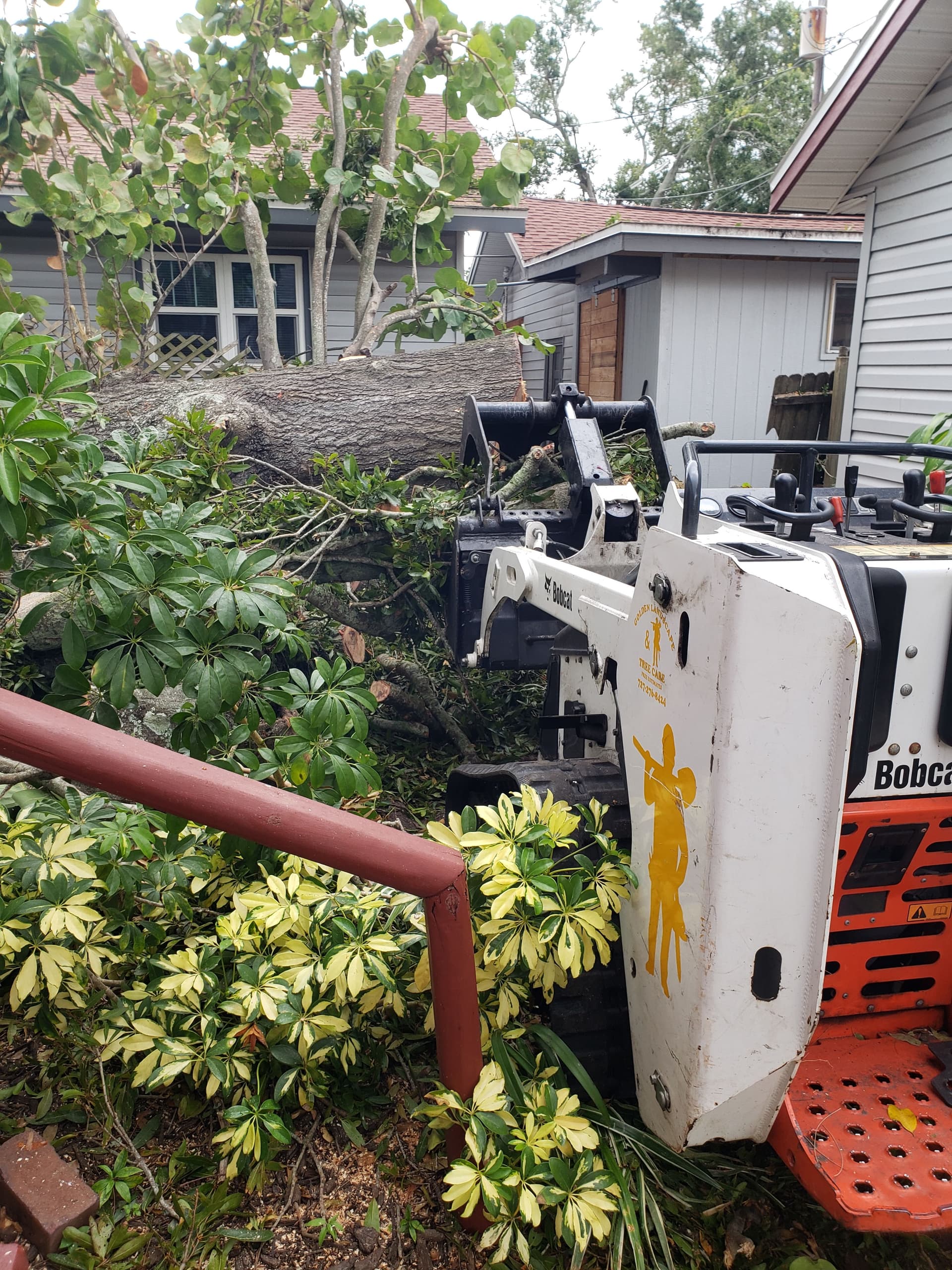 Gallery photos for Efficient Tree Removal Service: Image #3