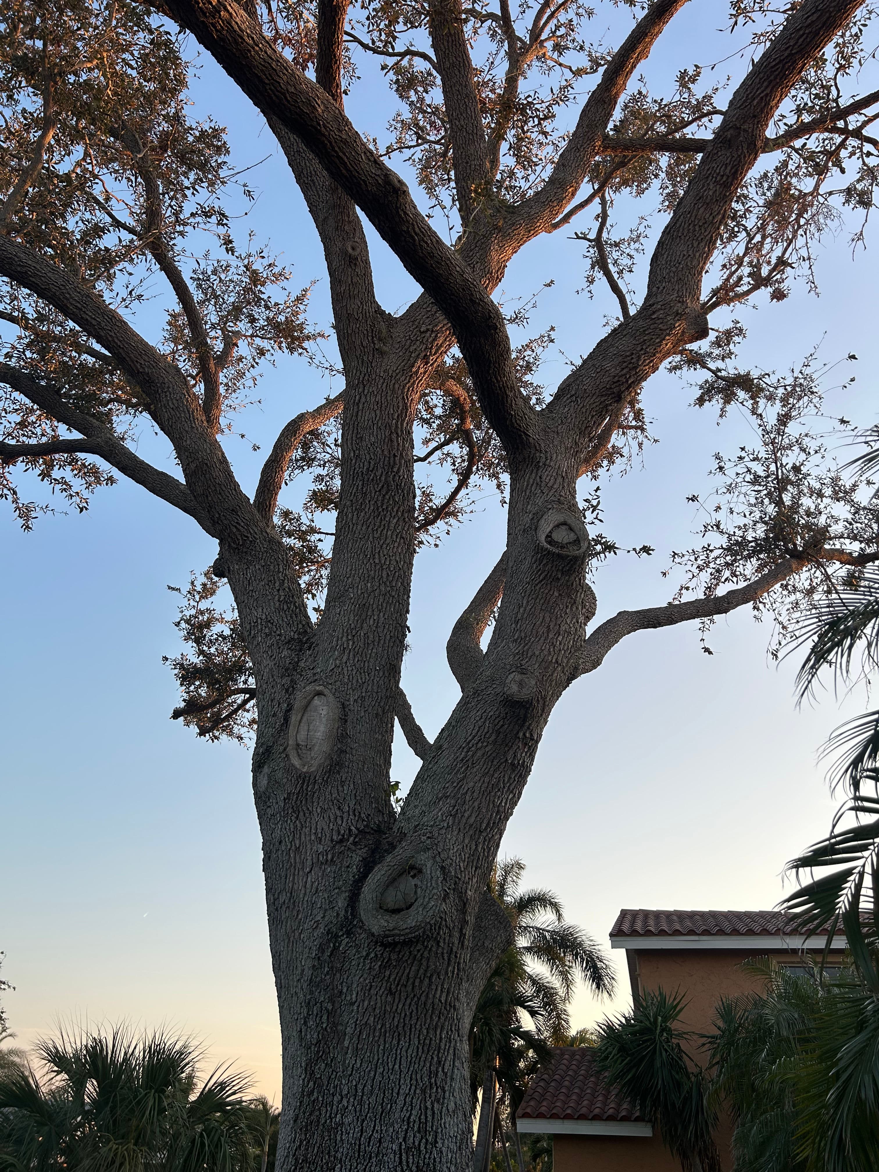 Project Marvel at Our Tree Services in Action image