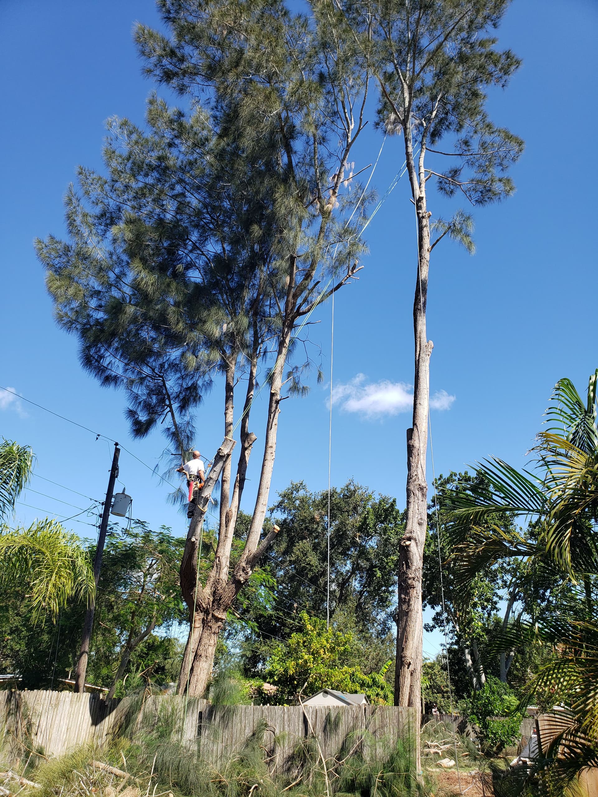 Gallery photos for Expert Tree Cutting with Precision and Safety: Image #1