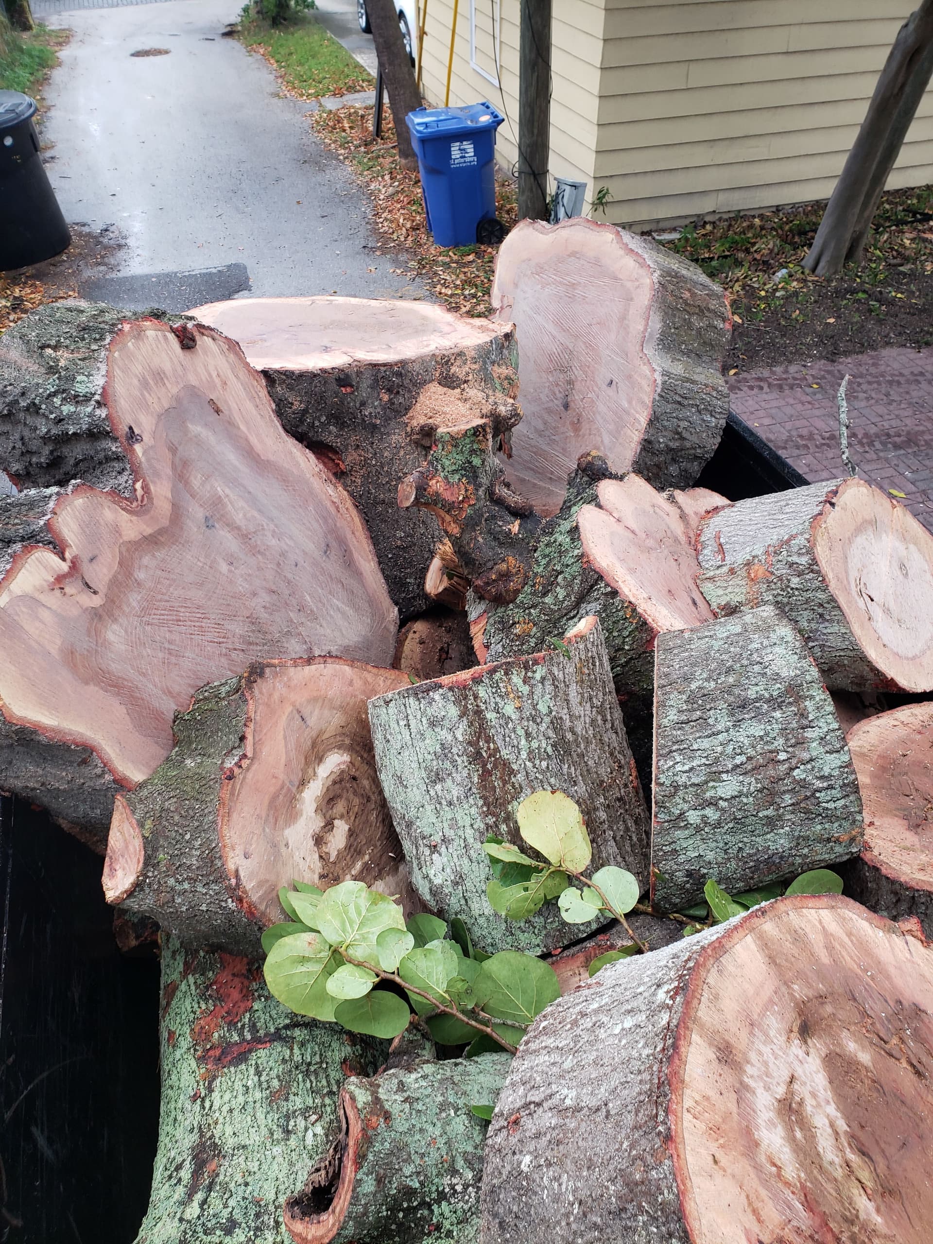 Gallery photos for Efficient Tree Removal Service: Image #8