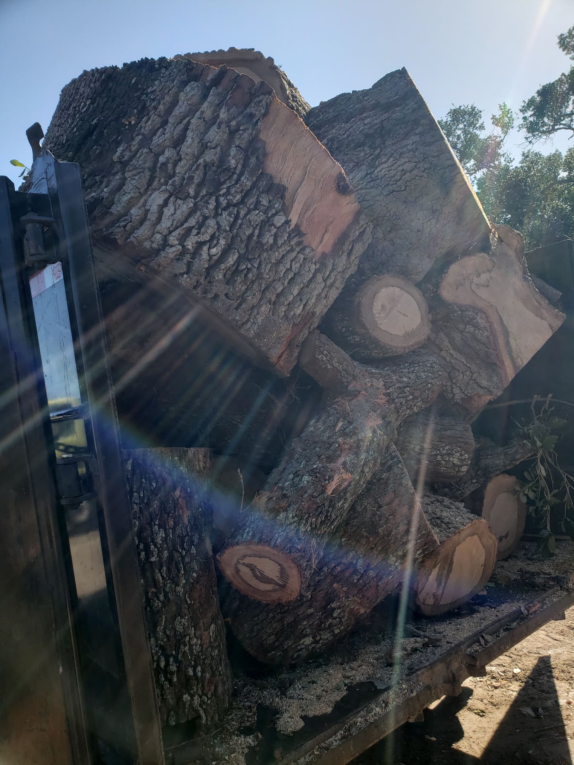 Gallery photos for Efficient Tree Removal in a Suburban Neighborhood: Image #6